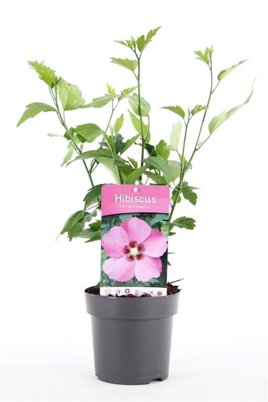 Hibiscus syr. 'Woodbridge' - C1,5